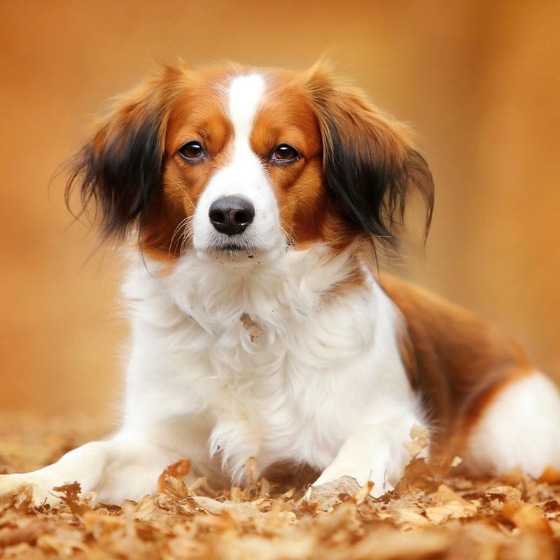 Ảnh avatar chó cute dành cho giới trẻ