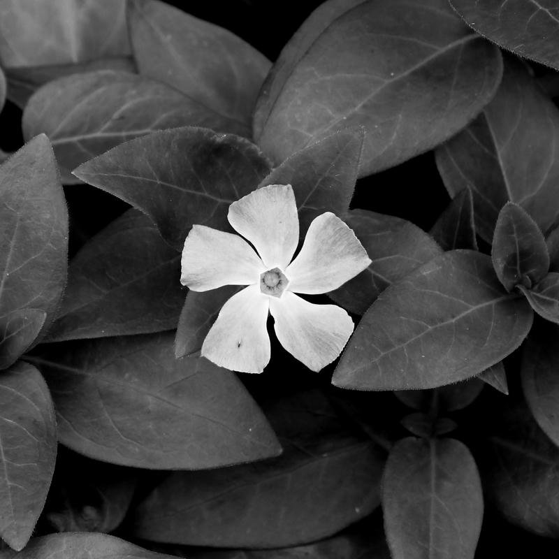 Ảnh avatar đen buồn phong cách u ám