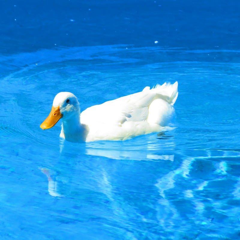 Ảnh avatar vịt cute hình vẽ đáng yêu cho profile