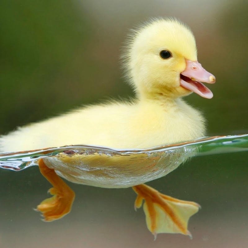 Ảnh avatar vịt cute làm ảnh đại diện mạng xã hội