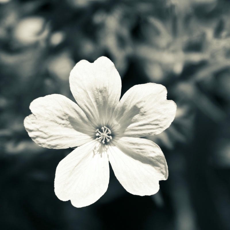 Avatar ảnh đen buồn dành cho tâm trạng