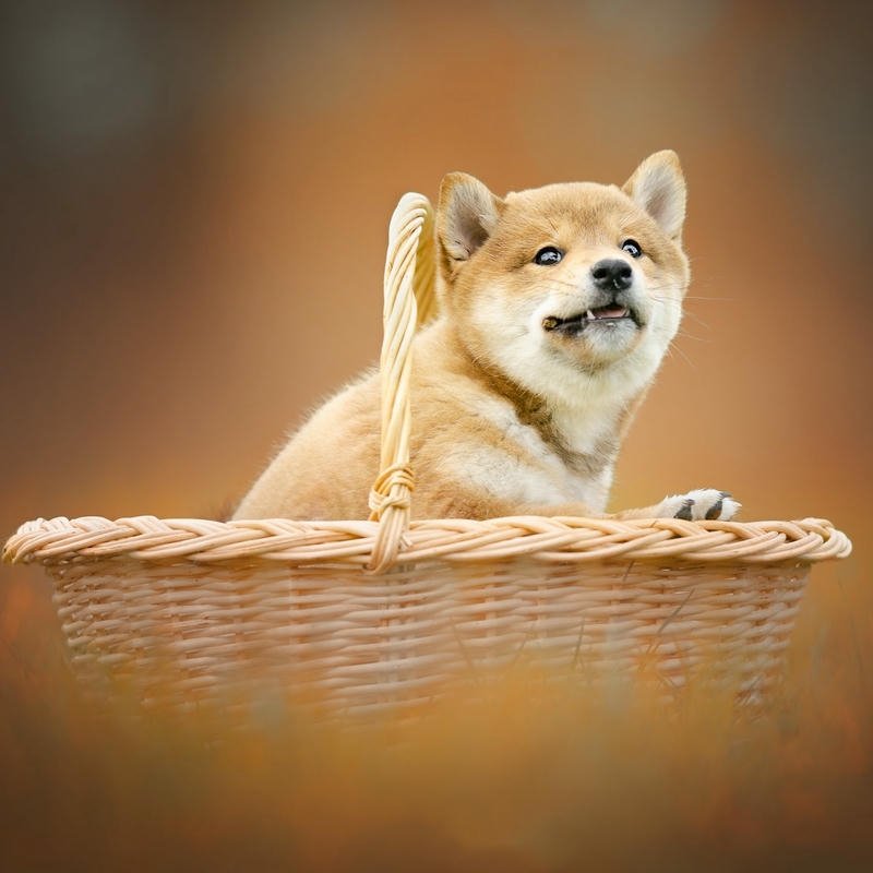 Con chó ảnh avatar cute dùng làm đại diện