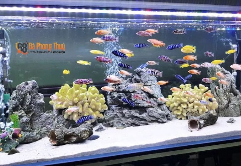 Trang trí bể cá và tiểu cảnh