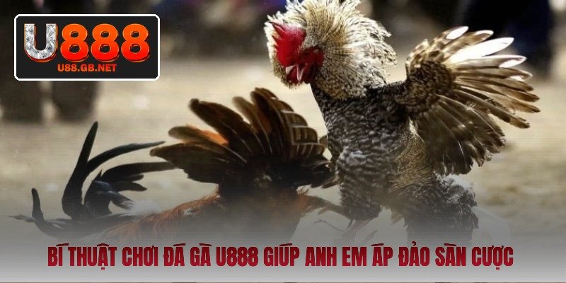 bi-thuat-choi-da-ga-u888-giup-anh-em-ap-dao-san-cuoc