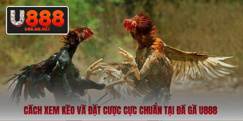 cach-xem-keo-va-dat-cuoc-cuc-chuan-tai-da-ga-u888