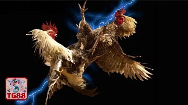 Đá gà TG88 – Nhìn Nhận Trung Lập & Chia Sẻ Kinh Nghiệm Cá Nhân image1