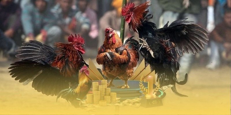 Đá gà TG88 – Nhìn Nhận Trung Lập & Chia Sẻ Kinh Nghiệm Cá Nhân image2