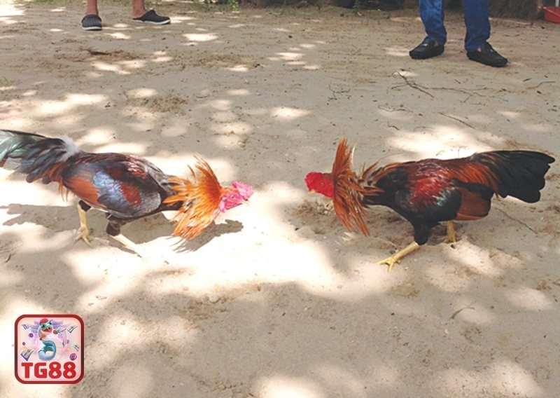 Đá gà TG88 – Nhìn Nhận Trung Lập & Chia Sẻ Kinh Nghiệm Cá Nhân image3