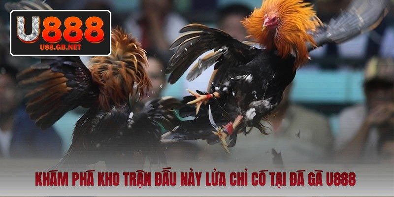 kham-pha-kho-tran-dau-nay-lua-chi-co-tai-da-ga-u888