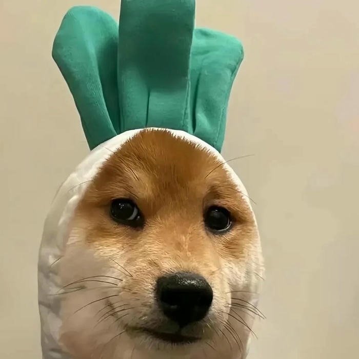 Hình avatar Tiktok hài hước chó shiba đội mũ xanh lá
