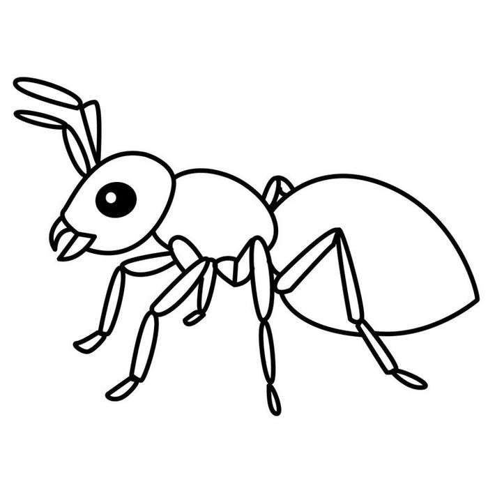 Sưu tập tranh tô màu các loại côn trùng sinh động