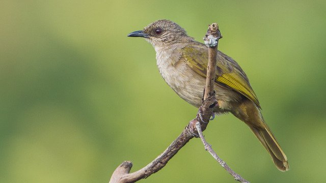 Olive-winged Bulbul