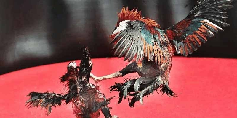 Đá gà F168 - Sân chơi trực tuyến thu hút đông đảo người yêu gà image2