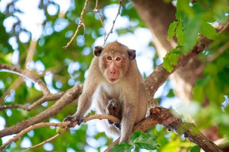 Sinh Năm 2028 Mệnh Gì? Luận Giải Chi Tiết Vận Mệnh