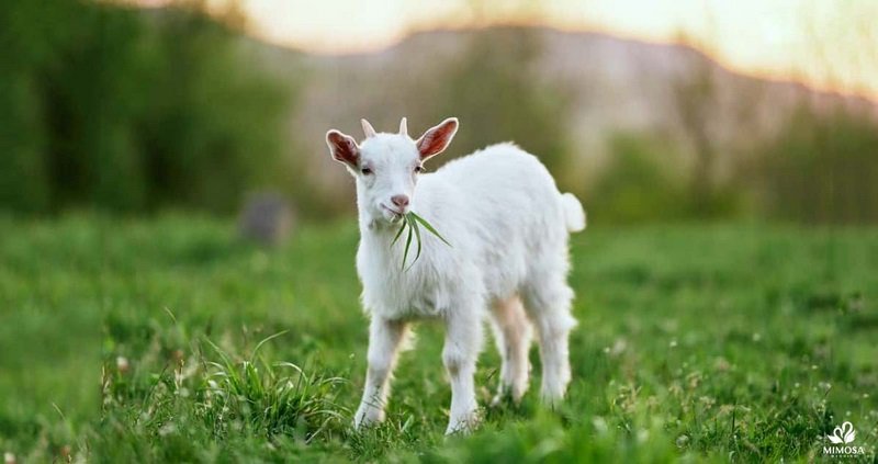 nam 2003 hợp với tuổi nào