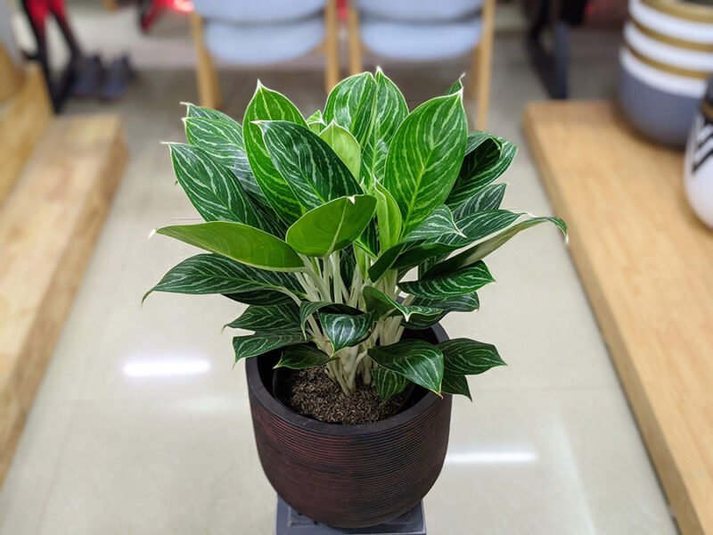 Lá cây bạch mã hoàng tử có sọc trắng đặc trưng, thể hiện vẻ đẹp thanh lịch và ý nghĩa phong thủy tốt lành