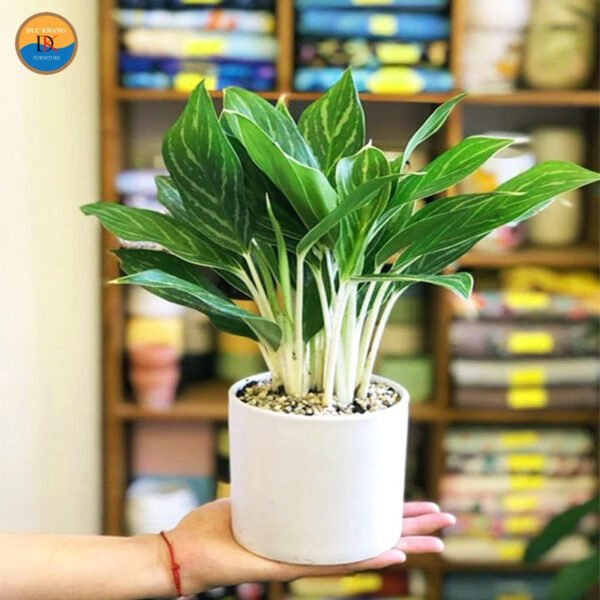 Cây Bạch Mã Hoàng Tử thanh lịch trong chậu trang trí không gian