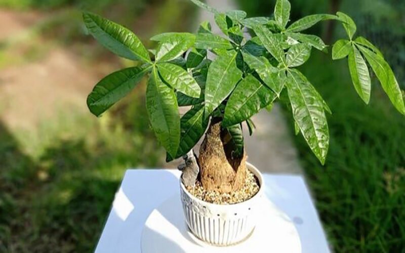 Cây kim ngân phong thủy mang ý nghĩa chiêu tài lộc