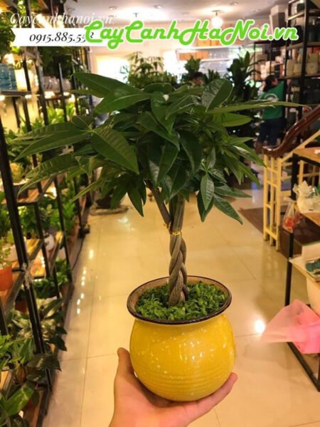 Cây kim ngân thân xoắn tạo dáng bím tóc phong thủy