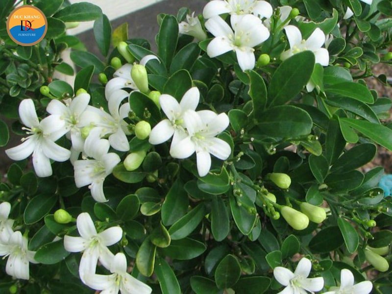 Cây nguyệt quế thân gỗ với lá xanh thẫm đặc trưng, biểu tượng của sự trường tồn trong phong thủy