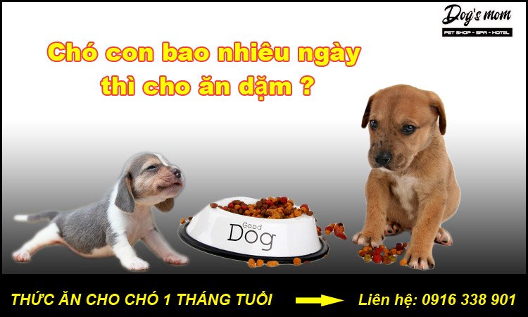 chó con 20 ngày tuổi ăn dặm cháo mềm
