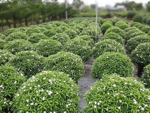 Giải Đáp Chi Tiết: Mai Vạn Phúc Hợp Tuổi Nào Để Đón Lộc Về?