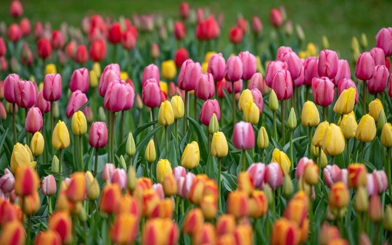 Hoa Tulip rực rỡ tượng trưng cho sự tự tin của Bạch Dương