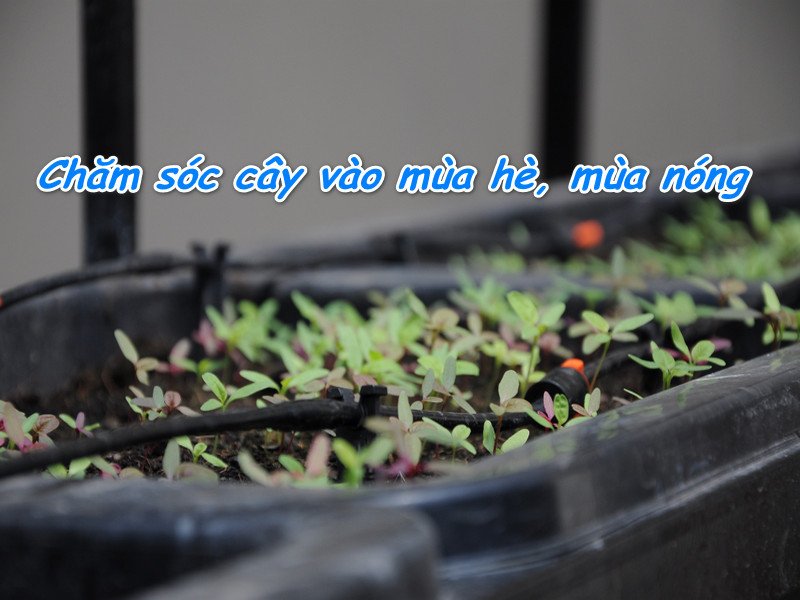 Hệ thống tưới nhỏ giọt tự động giúp tối ưu việc tưới cây, đặc biệt hiệu quả khi cần tưới cây trong ngày hè.