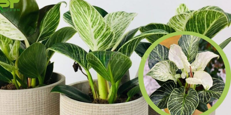 Đặc điểm hình dáng và vân lá của cây Trầu Bà Kim Cương