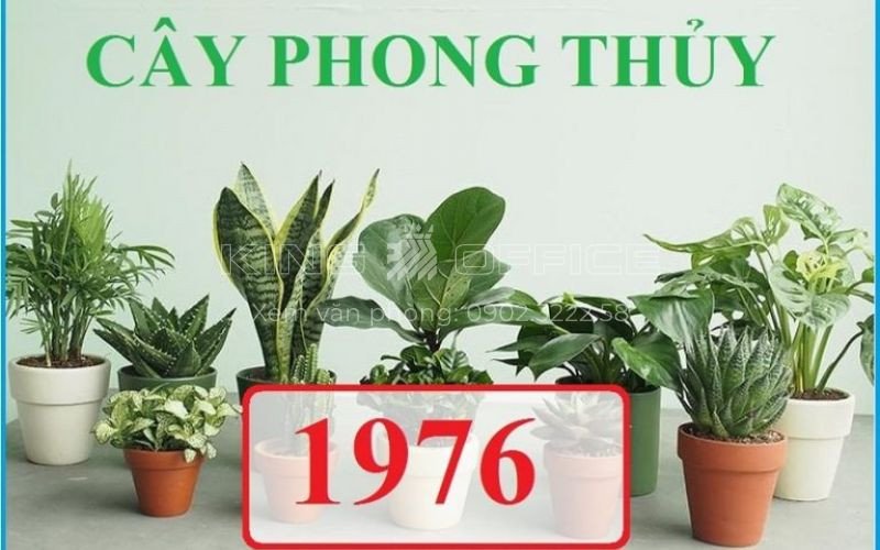 Cây phong thủy cho bàn làm việc người tuổi Bính Thìn 1976 mệnh Thổ