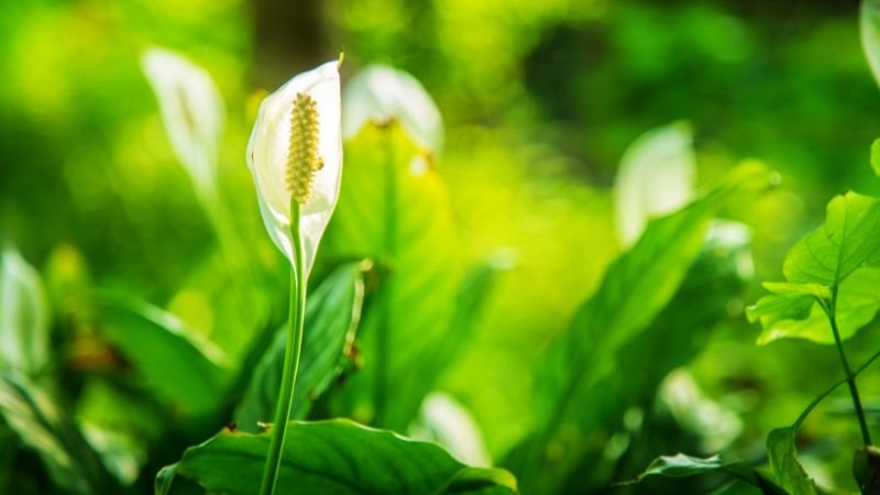 Tuổi Hợi Hợp Cây Gì: Lựa Chọn Cây Cảnh Phong Thủy Chiêu Tài