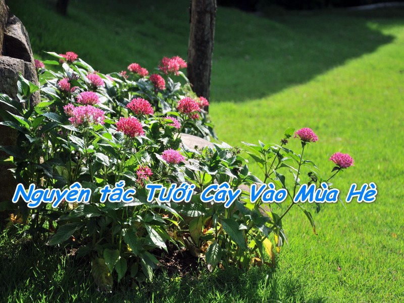 Tưới nước cho cây con trong chậu vào mùa hè