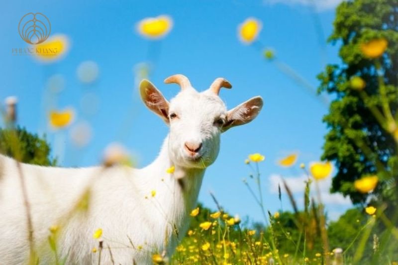 Ảnh hưởng của giờ sinh đến vận mệnh trọn đời Kỷ Mùi 1979