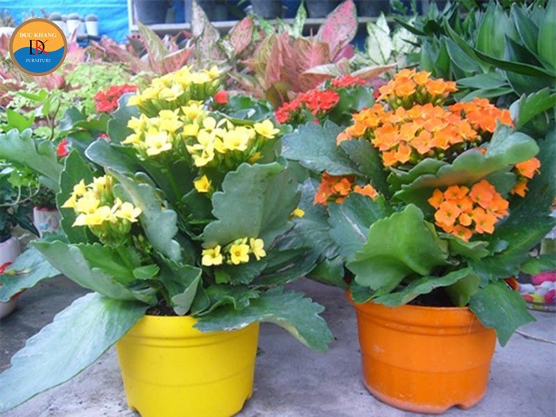 Bàn tay đang chăm sóc cây sống đời trong chậu, minh họa cách trồng và chăm sóc cây để cây phát triển khỏe mạnh.