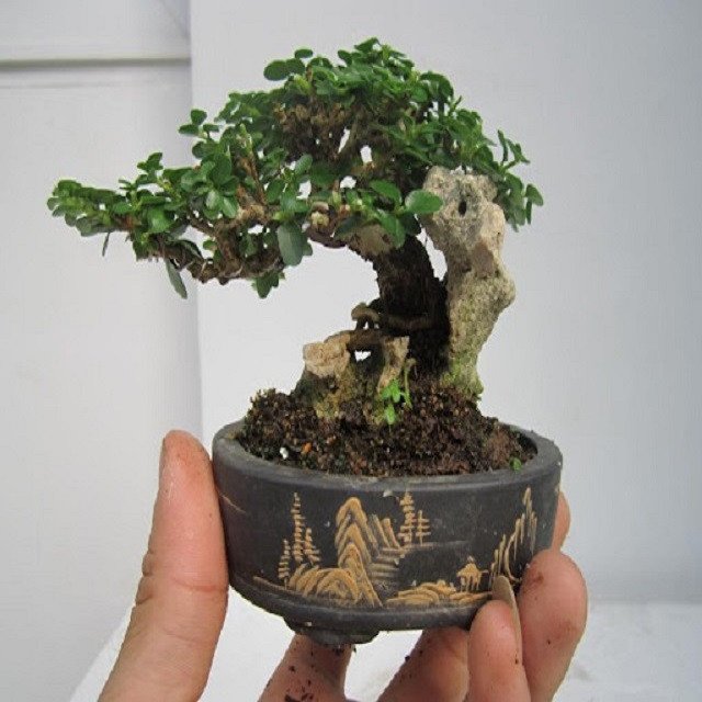 Bàn tay tỉa cành cây sam hương bonsai