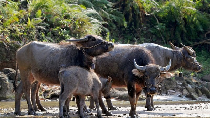 Bảng màu phong thủy hợp với người sinh năm 97 là mệnh gì