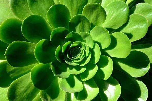 Bảo Bình với màu xanh lá cây tươi sáng thể hiện khả năng chữa lành và đổi mới