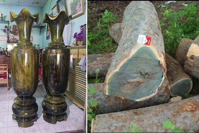 Bề mặt gỗ trắc xanh với khả năng đổi màu dưới ánh sáng