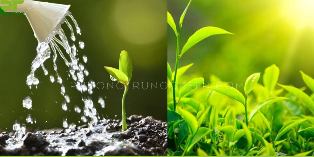 Bí quyết chăm sóc cây cau cảnh luôn xanh tốt với ánh sáng và nước hợp lý