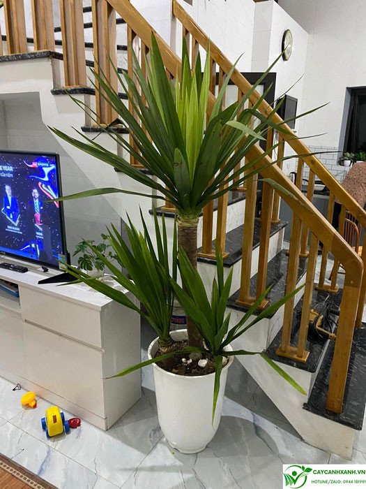 Biểu đồ giải đáp cây phát tài núi hợp mệnh gì