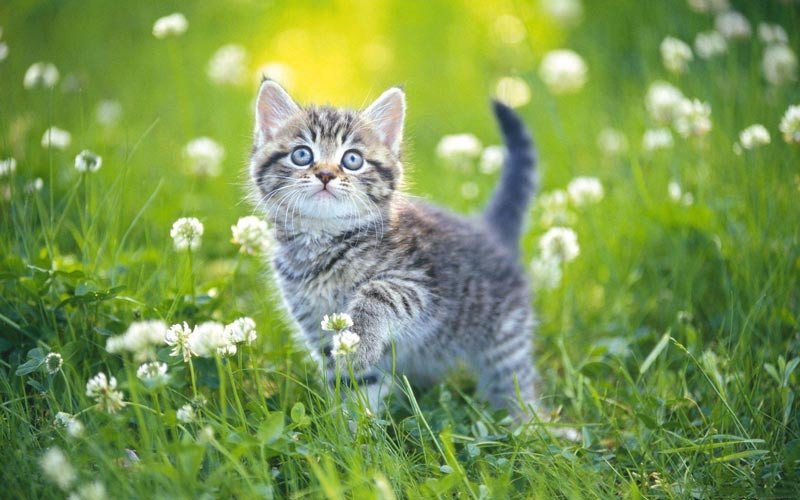 Biểu tượng con Mão - Đại diện cho người sinh năm 1987 tuổi Đinh Mão