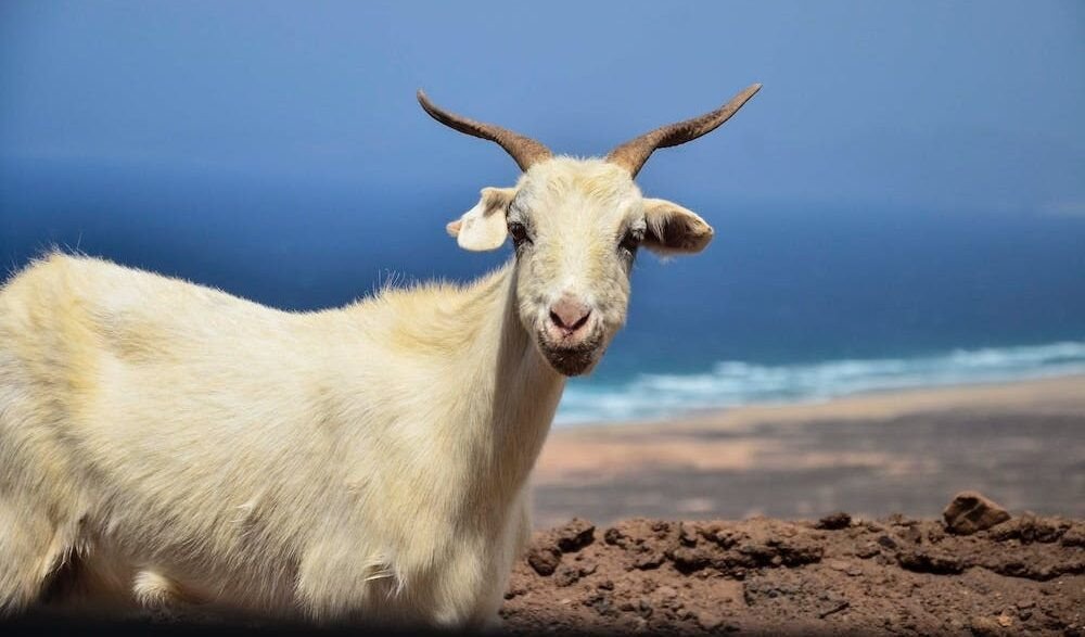 Biểu tượng tính cách kiên định, vững vàng của nam Tân Mùi 1991 mệnh Thổ