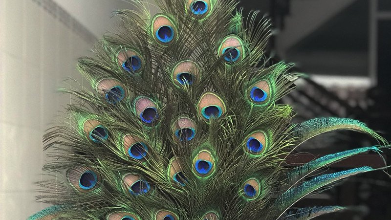 Bình cắm nhiều lông công với các số lượng khác nhau, mang ý nghĩa phong thủy đa dạng