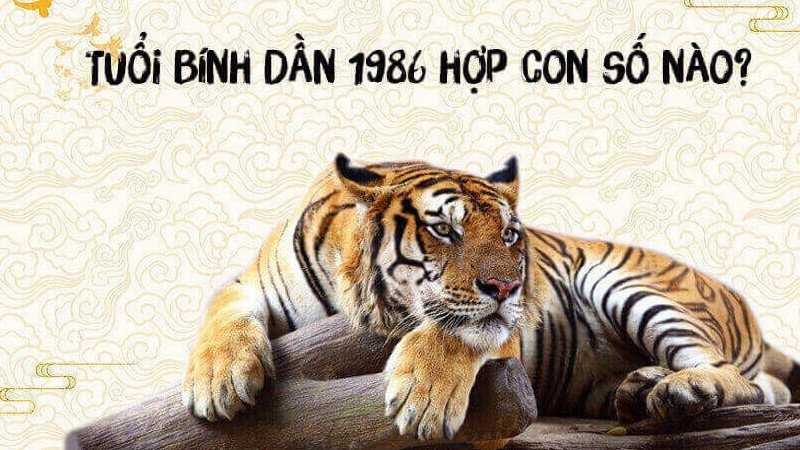Bính Dần 1986 hợp số nào