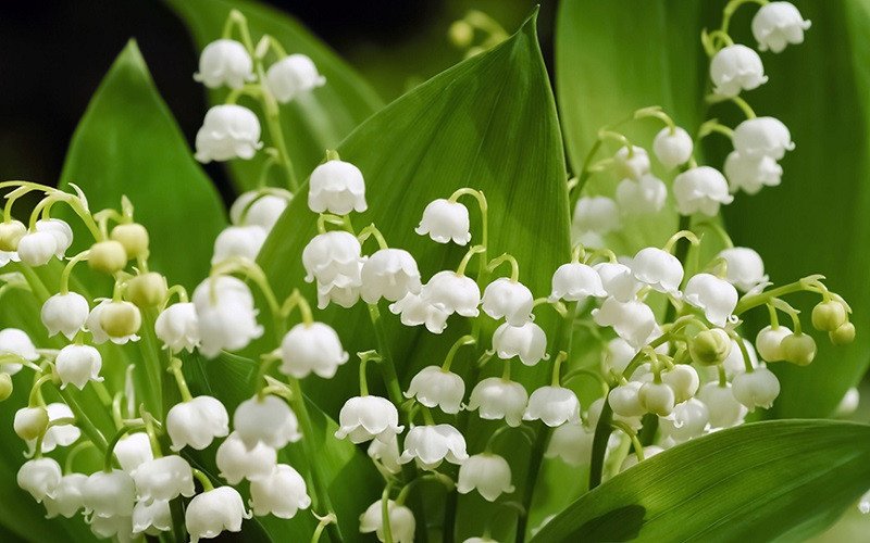 Bình hoa linh lan trang trí, mang lại năng lượng tích cực và sự hài hòa cho không gian sống