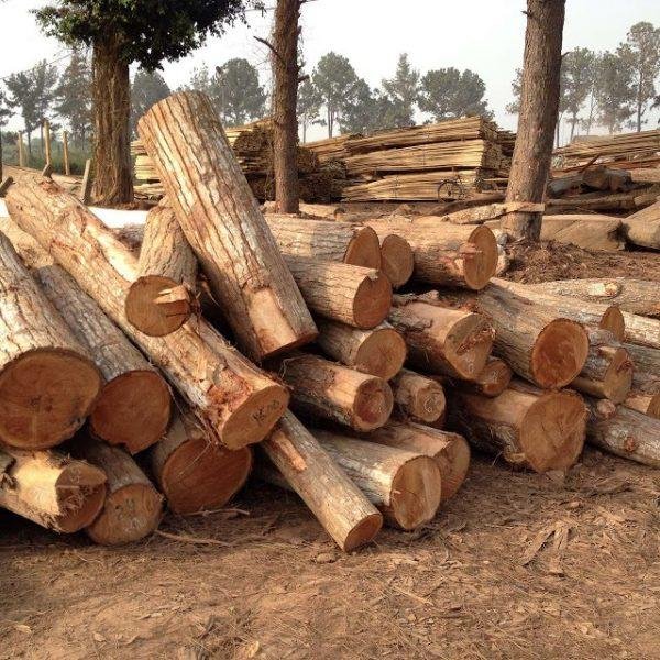 Bộ bàn ghế phòng khách gỗ tràm hiện đại, màu tự nhiên, ứng dụng vật liệu tràm trong nội thất