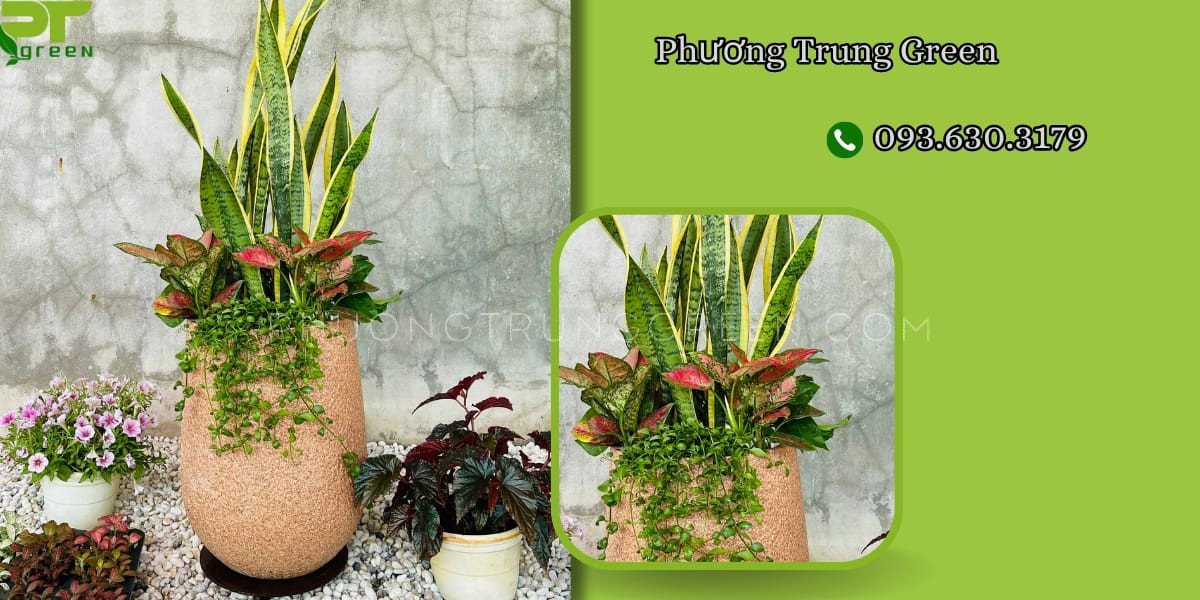 Bố trí cây đô la kết hợp với cây lưỡi hổ trong không gian sống hài hòa phong thủy.