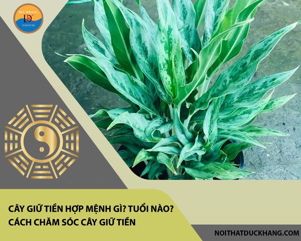 Bố trí cây giữ tiền trong không gian nội thất, giúp tăng cường năng lượng tích cực theo phong thủy