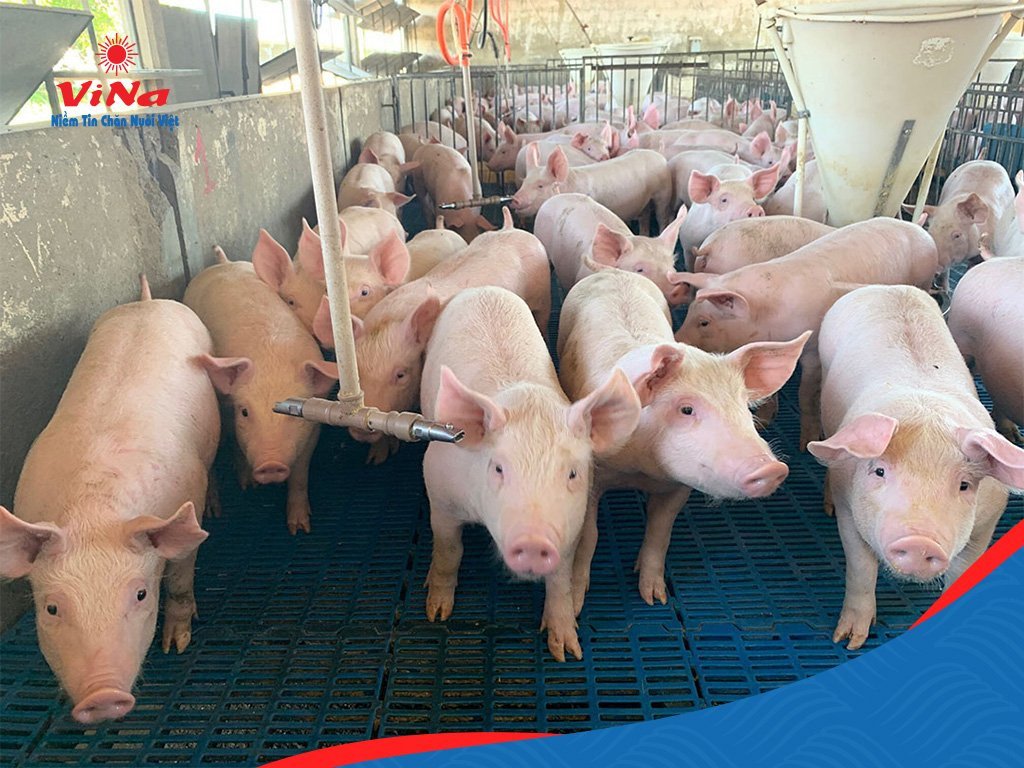 Bố trí không gian thịnh vượng khi xem tuổi hợp chăn nuôi heo