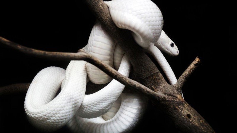 Bố tuổi Thìn 1988 xem xét năm sinh con Ất Tỵ 2025